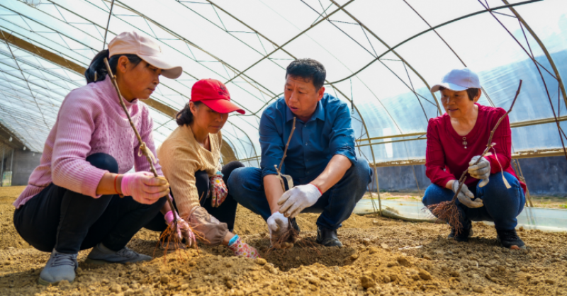 黃發富民產業園：人勤春來早 不負好時光